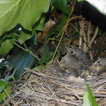 Goscinne Agusia Zakopane