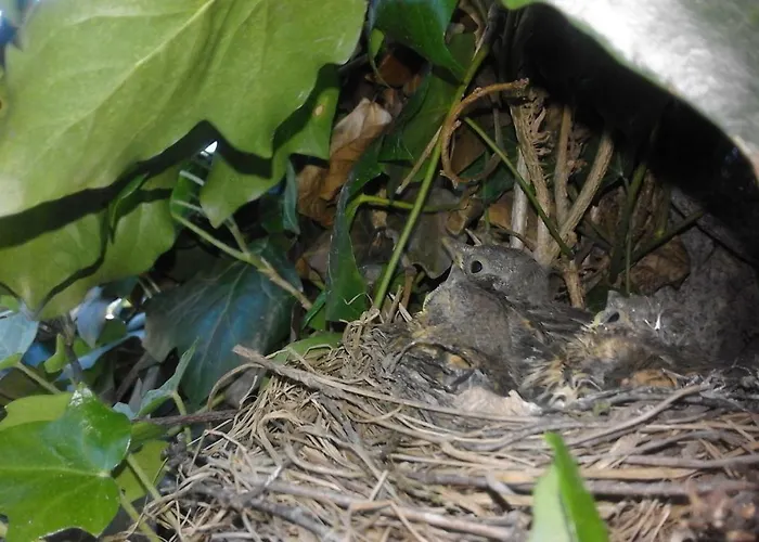 Goscinne Agusia Zakopane